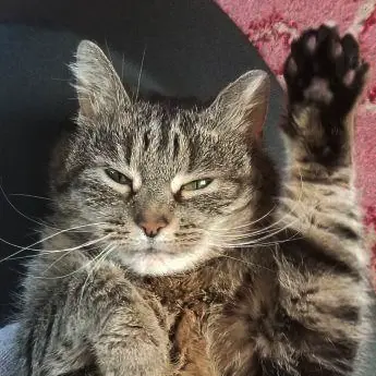 Miss Sally Cat waving